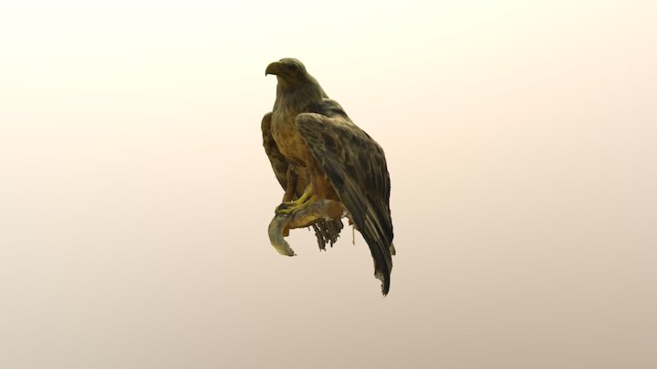 White-tailed eagle, Merikotka 3D Model
