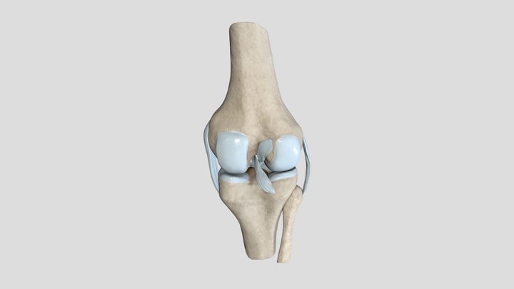 Knee Joint Anatomy 3D Model