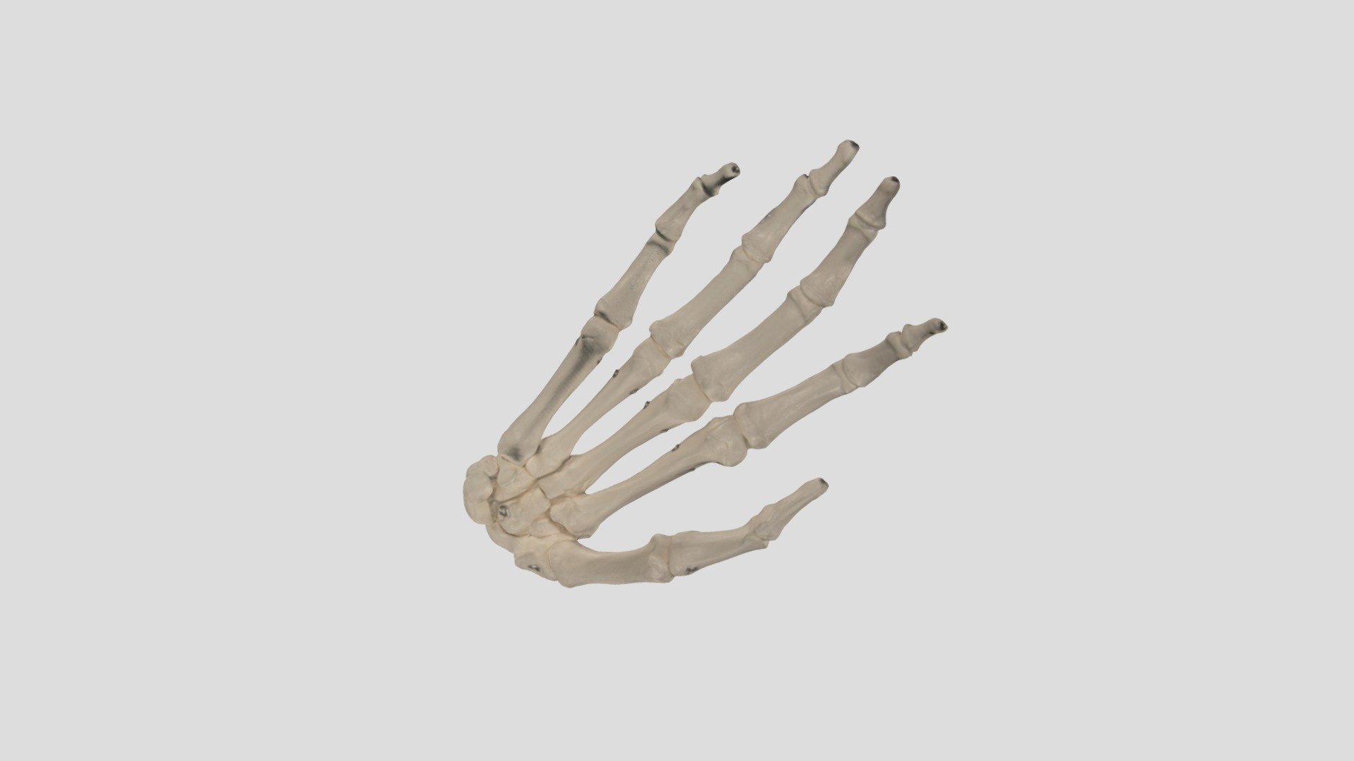 Skeleton Hand Download Free 3d Model By Ucla Library Lux Lab Luxlab B3dfd54 Sketchfab