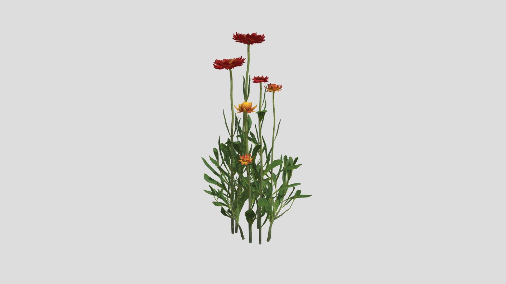 Helichrysum bracteatum 22 AM214 Archmodel - Buy Royalty Free 3D model ...