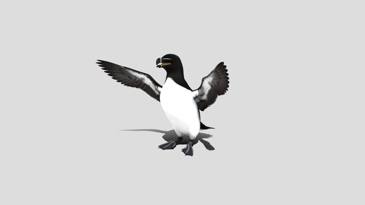 Guillemot 3d model free – Modello 3D gratuito STL