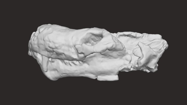 Trucidocynodon riograndensis 3D Model