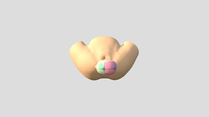 7. External rotation 3D Model