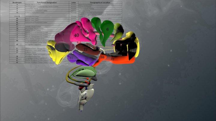 Brodmann Conceptual Model with Pathology S&S 3D Model