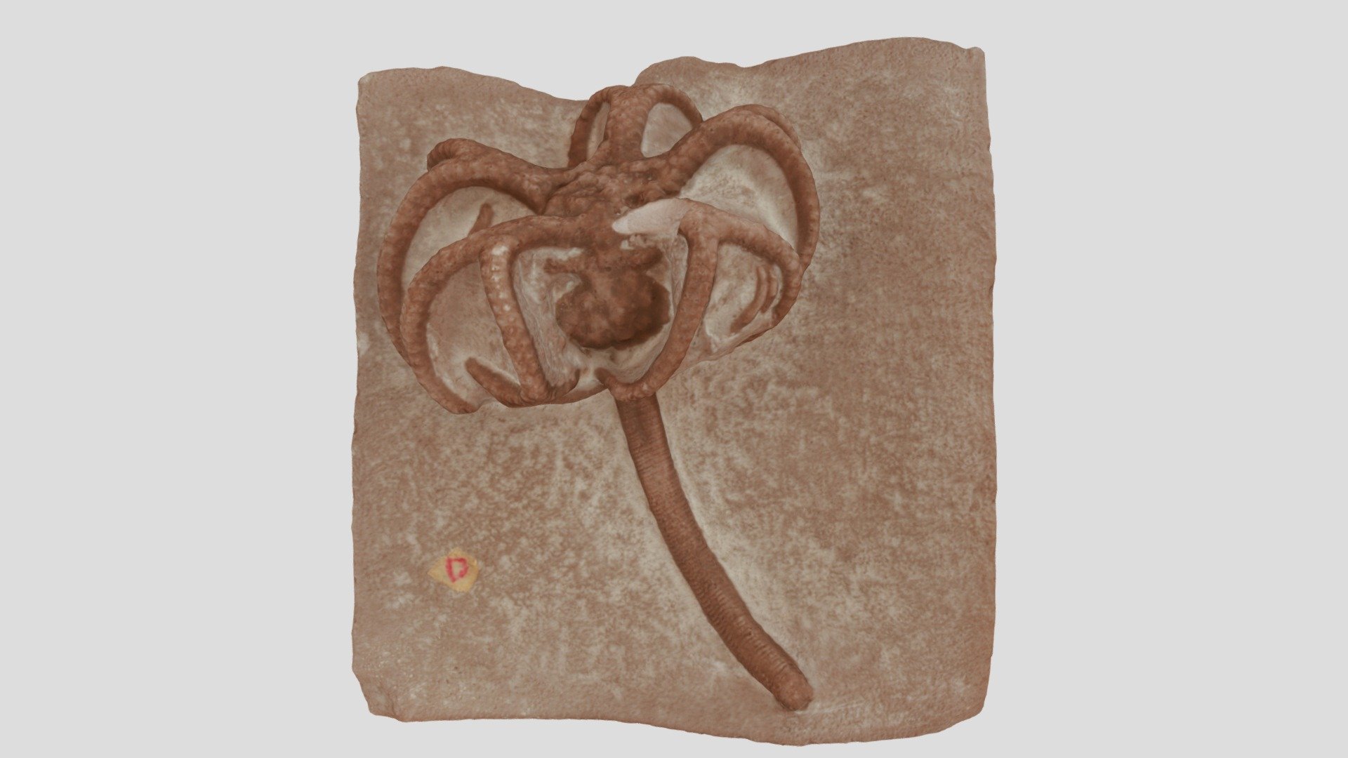 Gilbertsocrinus sp. (cast)