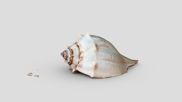 Whelk Shell – Modello 3D gratuito STL