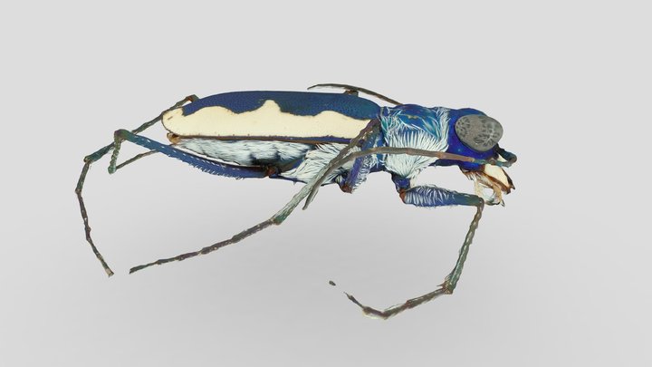 Eunota cicumpicta