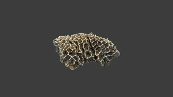 Goniastrea Favulus – Modello 3D gratuito STL
