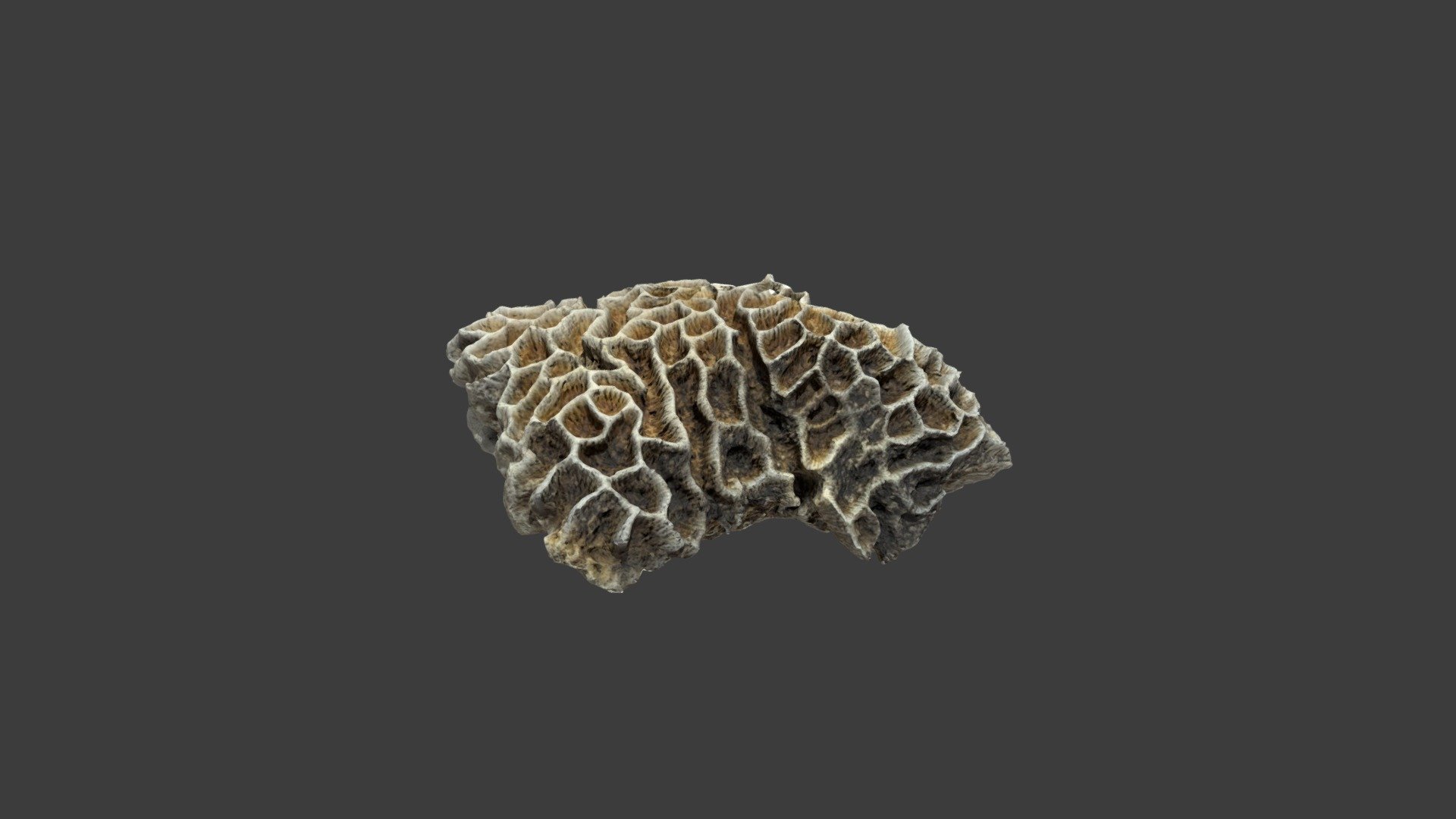 Goniastrea Favulus
