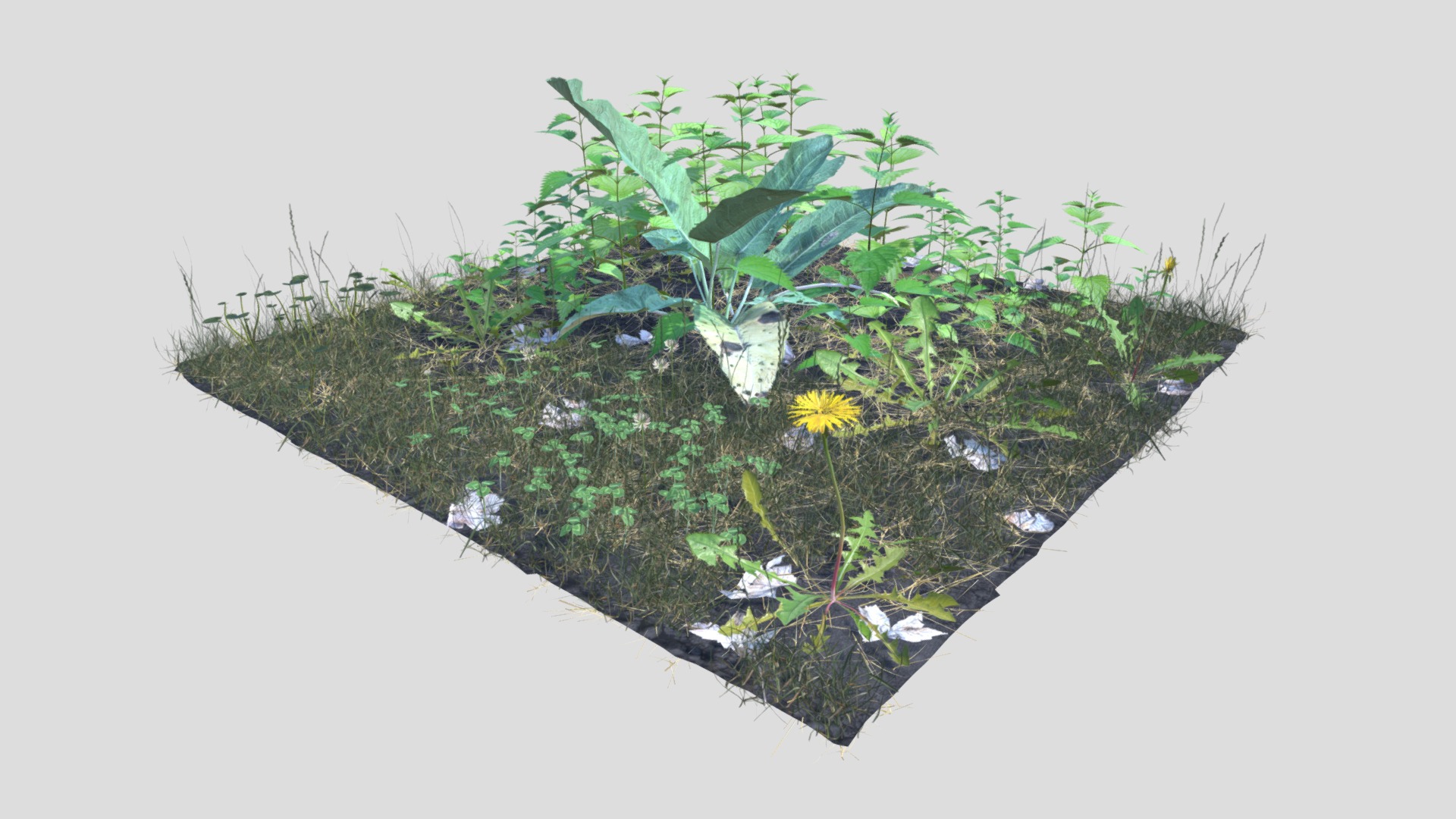 3D model Meadow Patch Nettle - This is a 3D model of the Meadow Patch Nettle. The 3D model is about a plant growing in the sand.