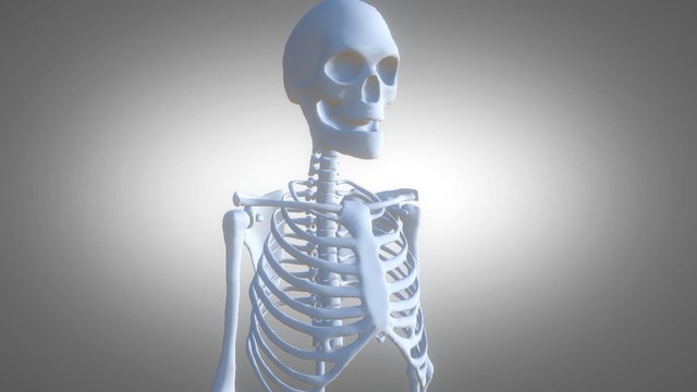 Sketchfabskelton 3D Model