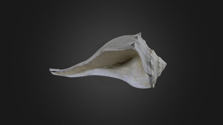 Gastropoda: Busycon contrarium (PRI 69684) – Gratis 3D-model STL