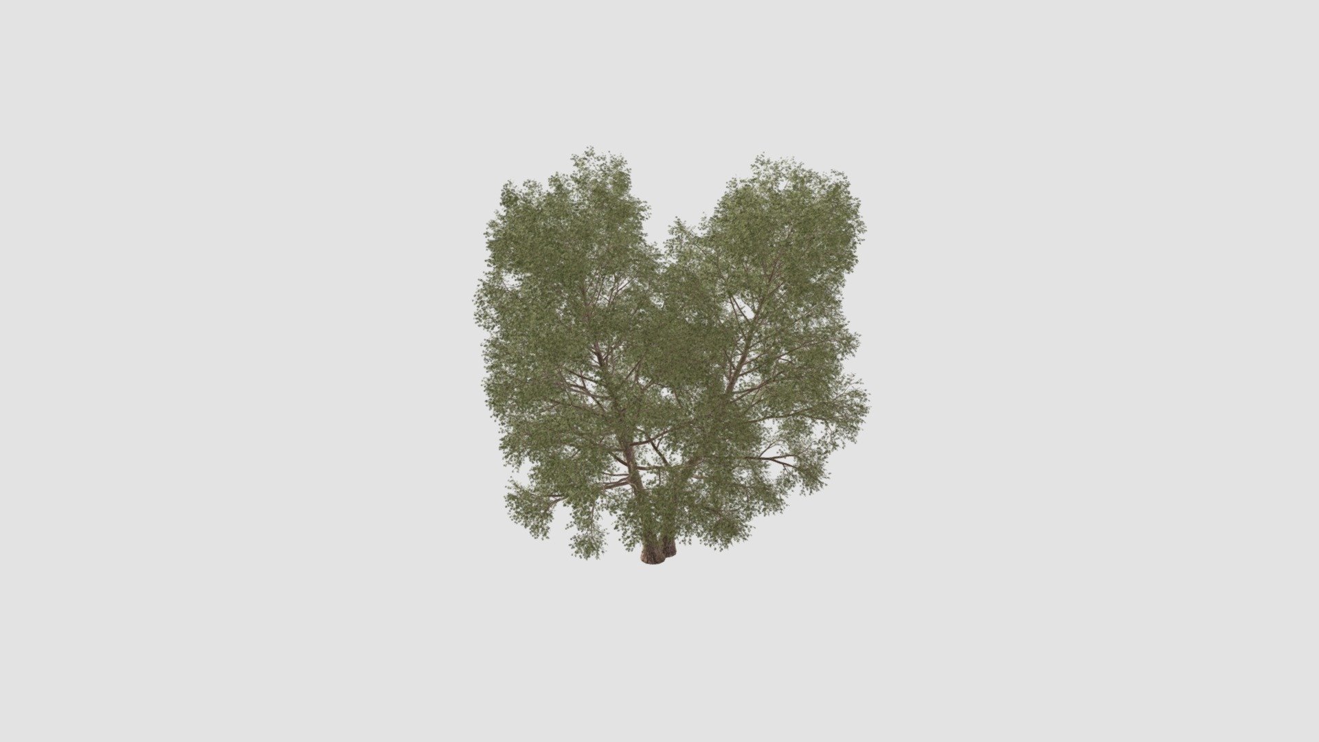 tree - Buy Royalty Free 3D model by Evermotion [b403606] - Sketchfab Store