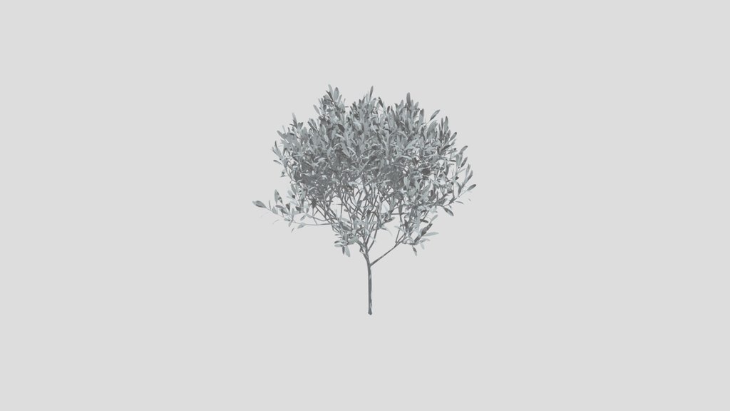 Olive Tree City Sap