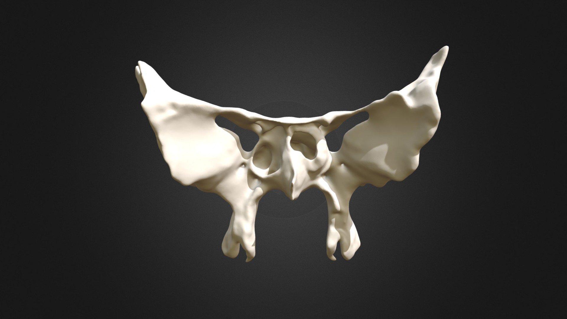 Sphenoid bone 3D model by CUSM (CUSM) [b4040e1] Sketchfab