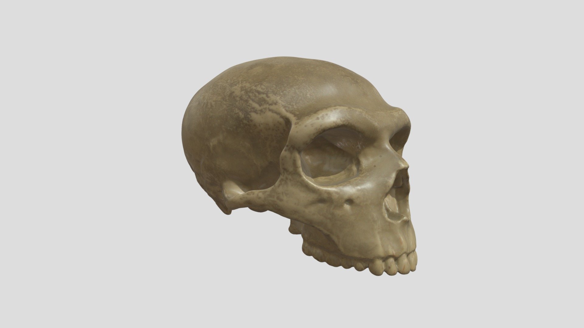 Homo neanderthalensis