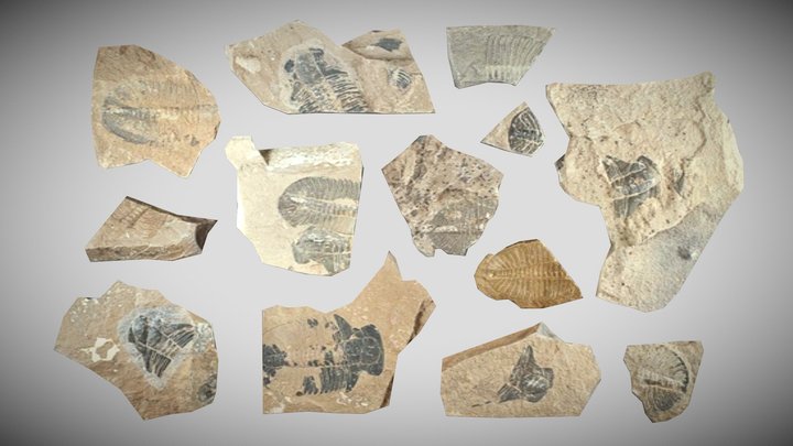 Trilobites – Kostenloses 3D-Modell STL