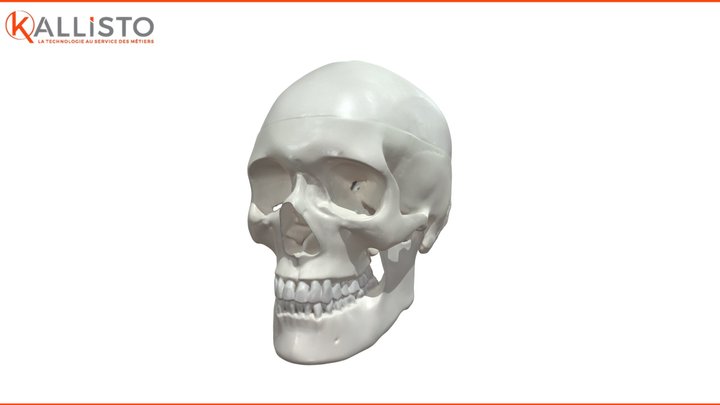 Human-skull 3D Model
