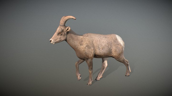 Animalia - Bighorn Sheep (female) 3D Model