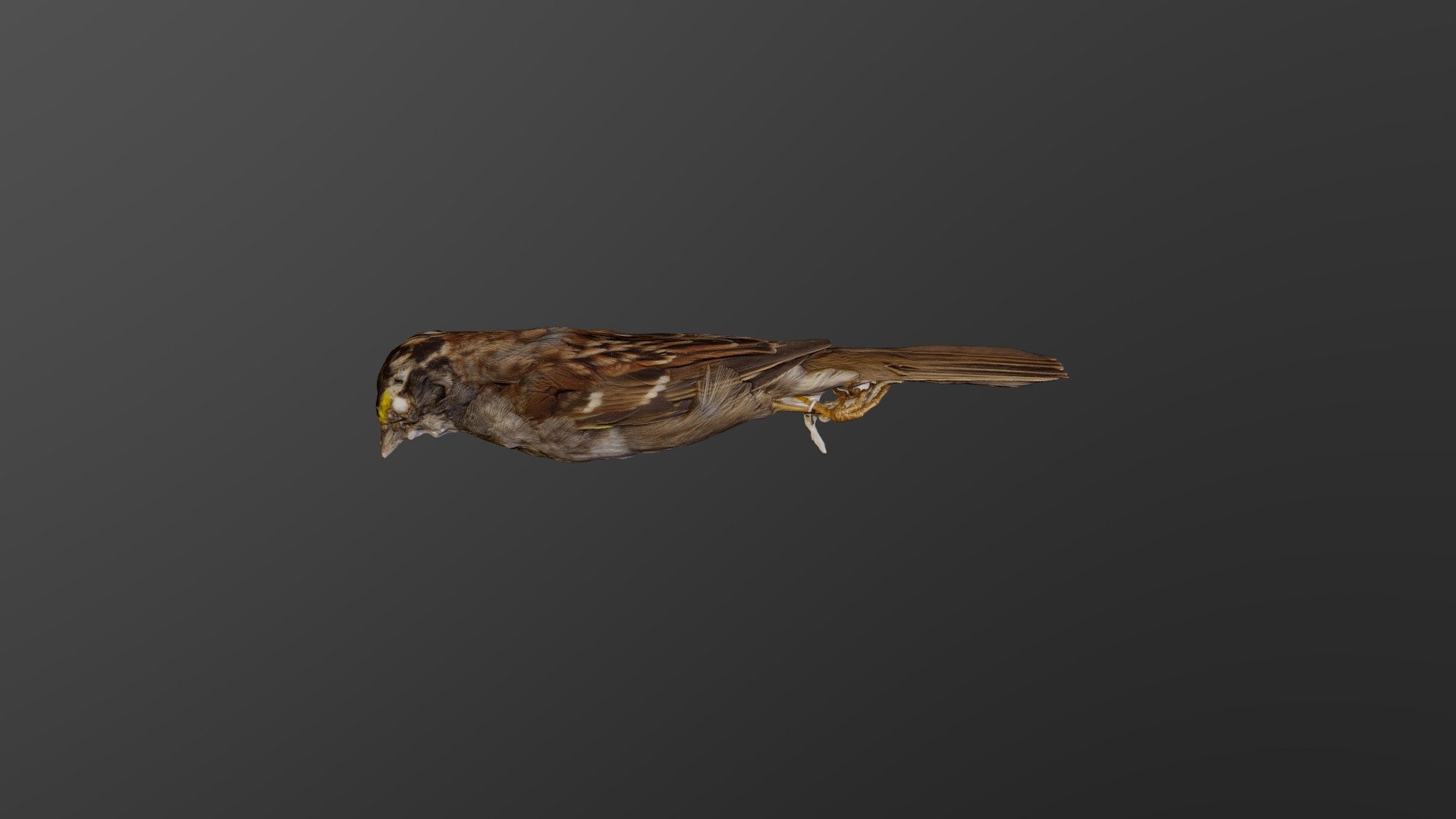 White-throated Sparrow - Zonotrichia Albicollis