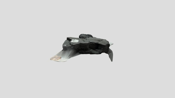 Phacops rana 3D Model