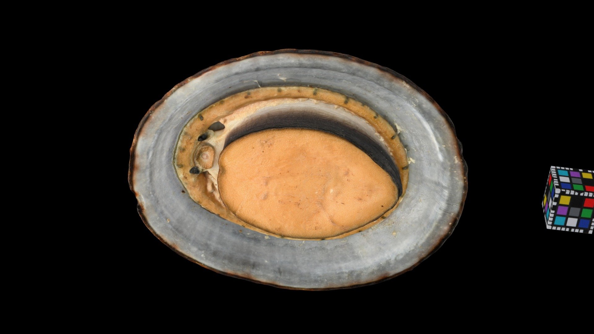 オオベッコウガサ？ Common Turtle Limpet, C. testudinaria