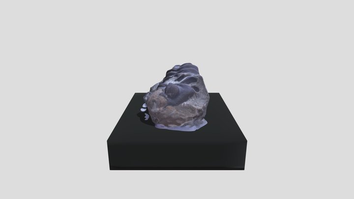 Phacops, trilobite 3D Model
