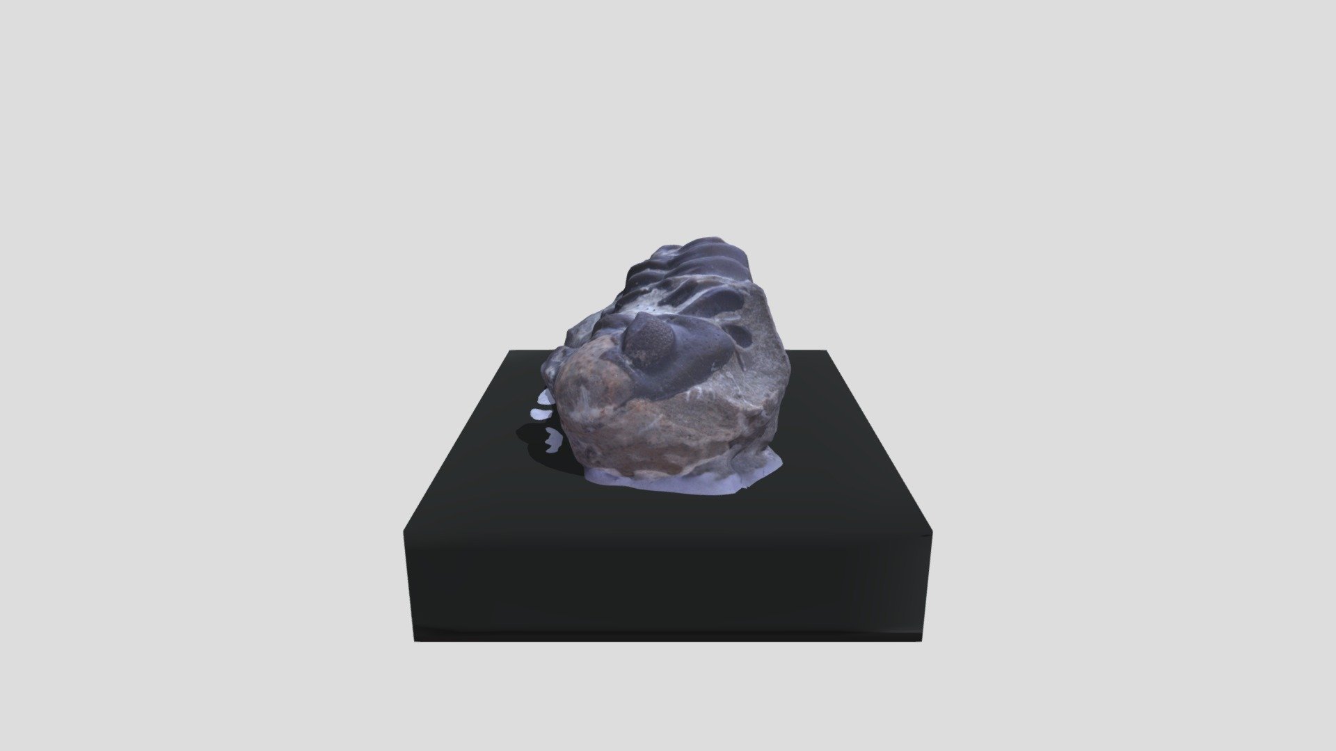 Phacops, trilobite
