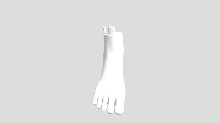 Foot Ankle Model 3D Model