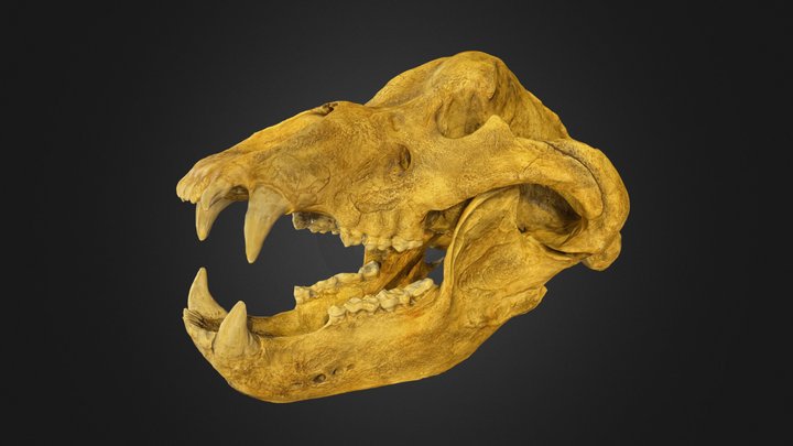 Cave bear skull 3D Model