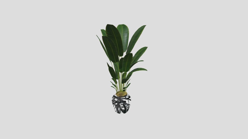Plant