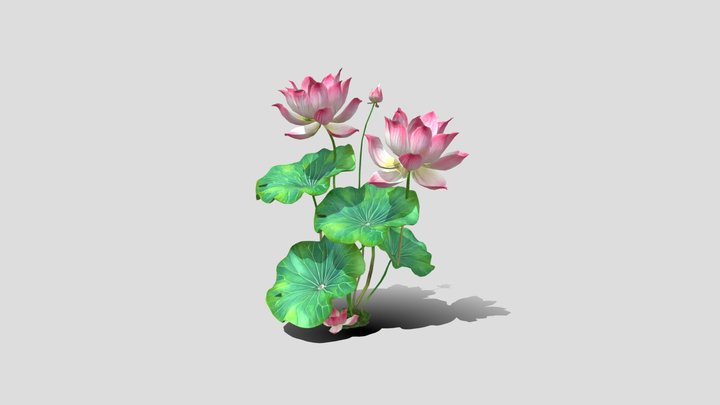 Lotus flower plants 3d model free