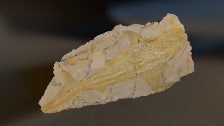 3775 no lu Fosil 3D Model