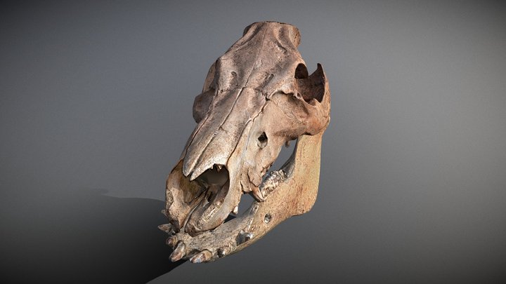 3D Scanned Boar Skull Plus Lower Jaw 3D Model