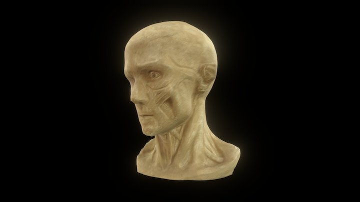 Cabeza masculina desollada 3D Model