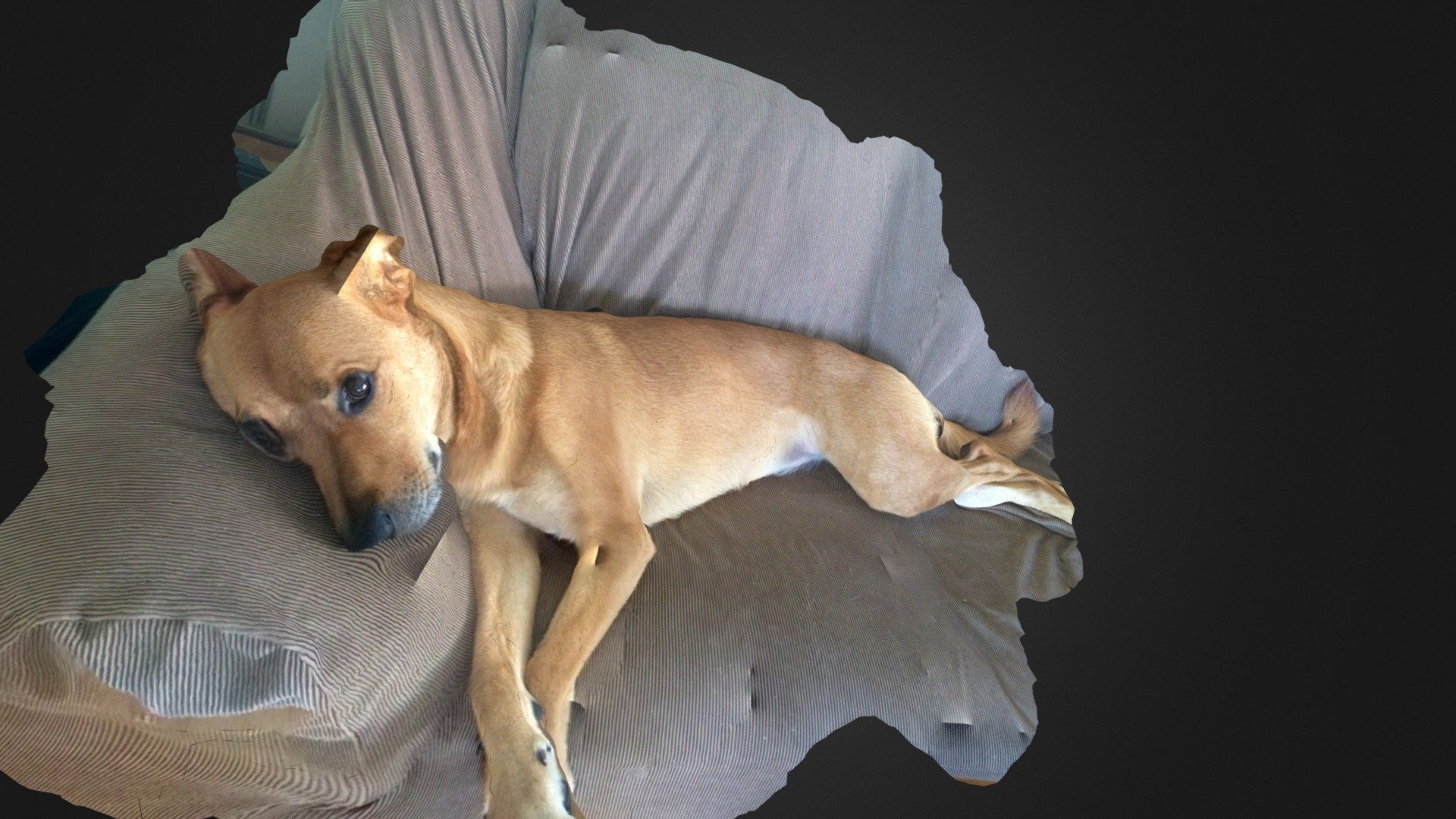 Dog on couch