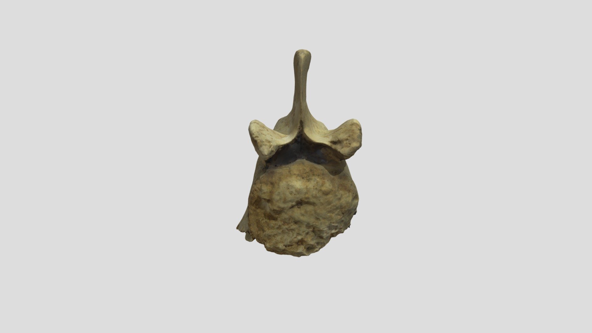 Eocene whale vertebra 3