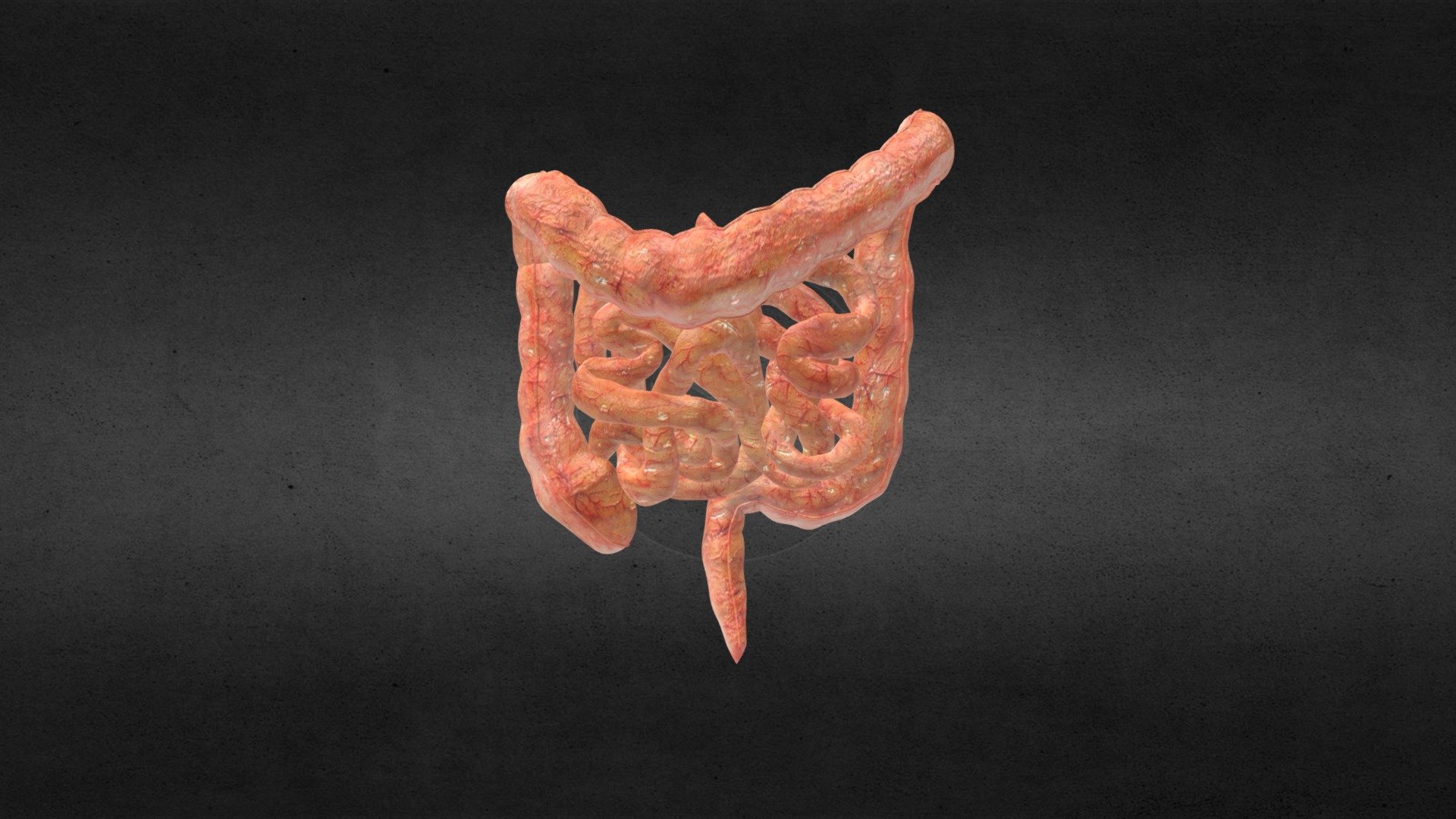 Human Small and Large Intestines Anatomy - 3D model by Clacydarch ...