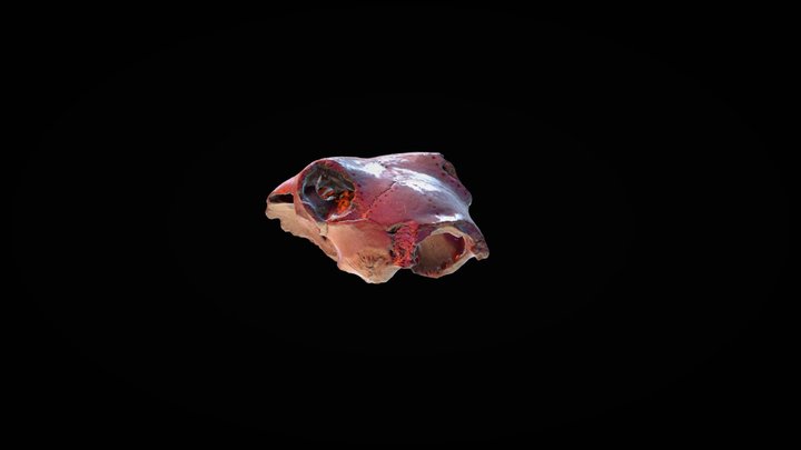 Skull 3D Model