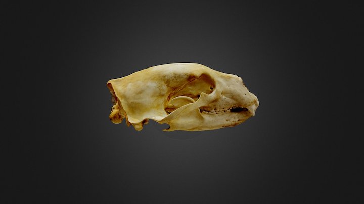 Skull polar bear 3D Model