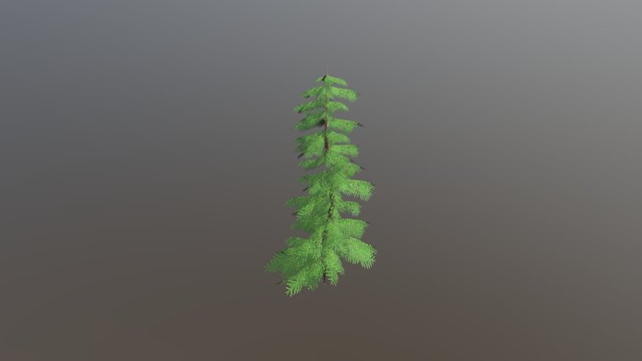 Fir Tree 3D Model