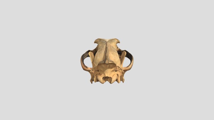 Grey Wolf Skull 3D Model