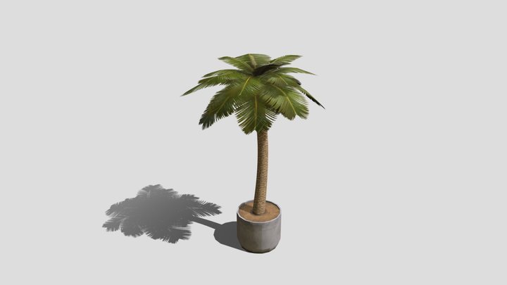 Palm 3D Model
