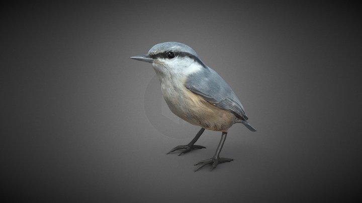 Trepador Azul (Sitta europaea) 3D Model