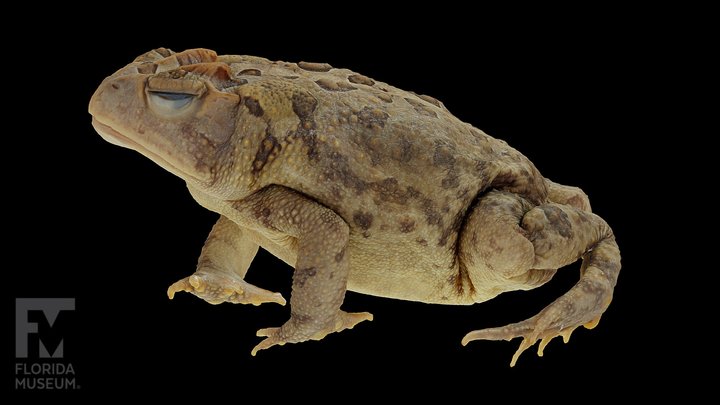 Southern Toad (UF Herp 8849) 3D Model