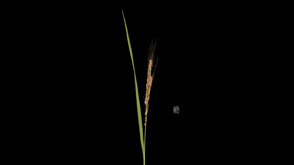 CC0 イネ 赤米, Red rice, Oryza sativa