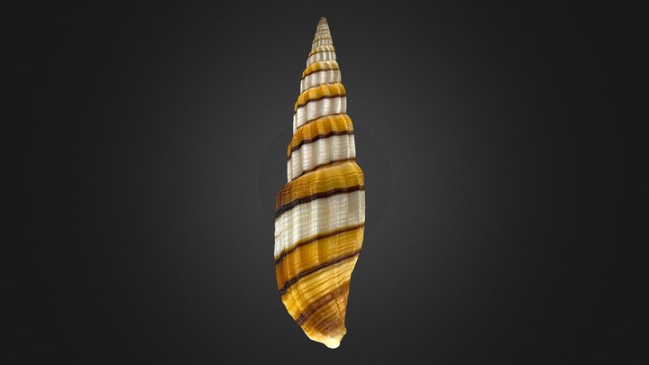 Vexillum taeniatum 3D Model