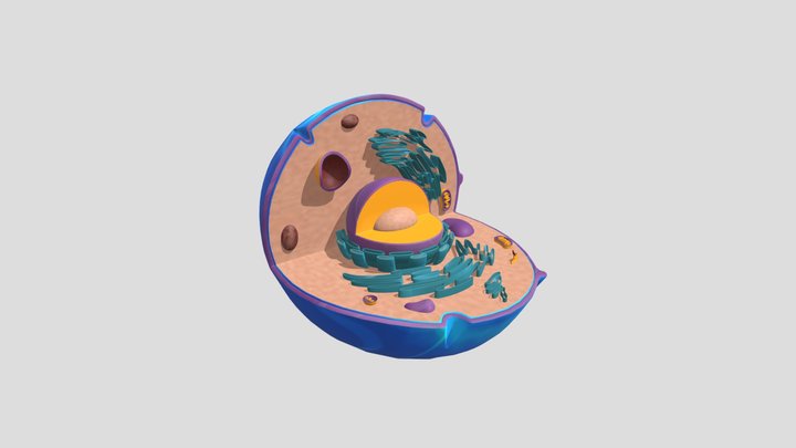 Célula Animal_IMAXR 3D Model