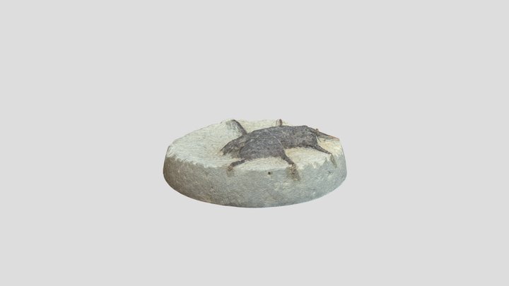 Fossil crab - Actinotocarcinus chidgeyi 3D Model