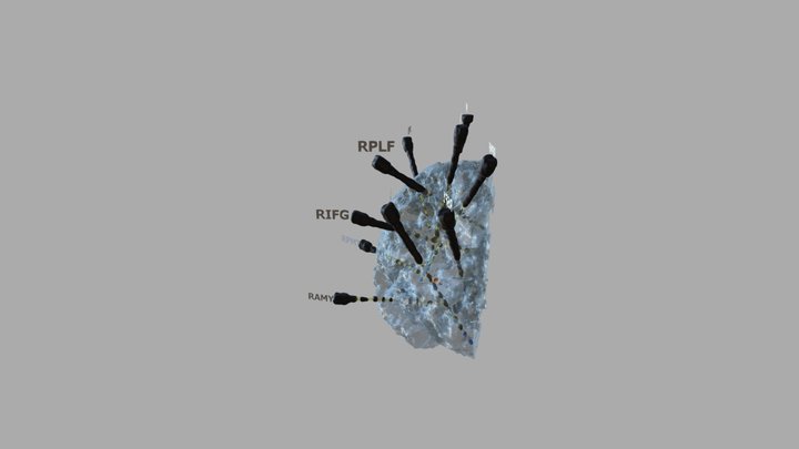 Brain W Labels 3D Model